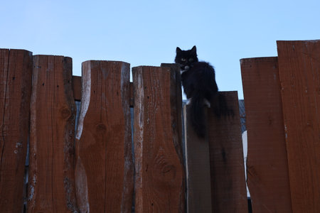 Black and white cat sitting on a wooden fence against blue sky.の素材