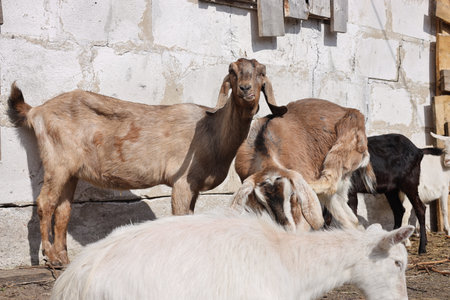 Herd of goats in the village on the background of the old wallの素材
