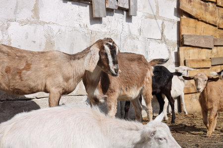 Herd of goats on the farm. Animal in the village.の素材