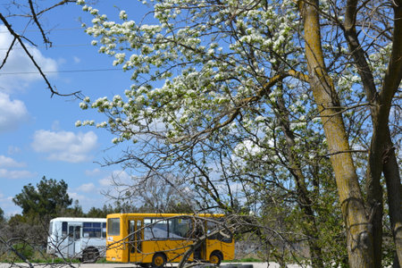 School bus on the background of blooming trees in the spring.の写真素材