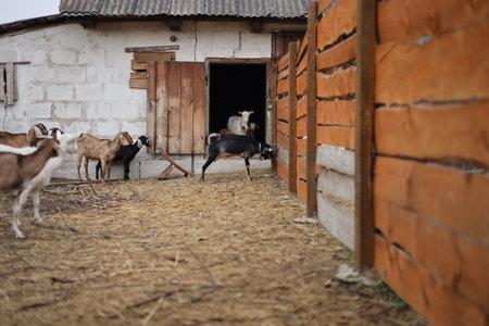 Herd of goats in the barn. Farm animals. Goat breeding.の写真素材