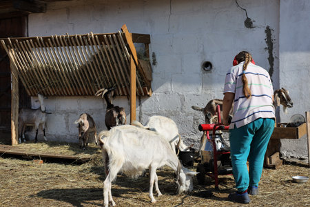 A woman feeds the goats in the village on the farm. Goat breeding.の写真素材