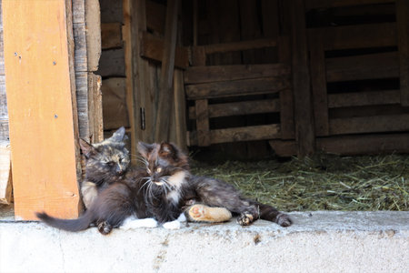 Cute little kittens playing in the barn on a sunny day.の写真素材