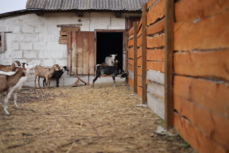 Goats on the farm. Goat in the village. Goat farmの写真素材
