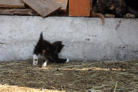 Cute little black and white kittens playing in a paddock.の写真素材