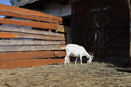White goat in the paddock on a background of a wooden wallの写真素材