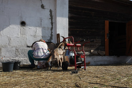 Old woman is feeding goats on a farm in the village. Ukraine, Europeの写真素材