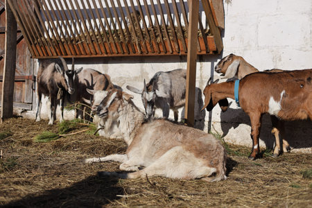 Goats on a sunny day. Farm animals.の写真素材