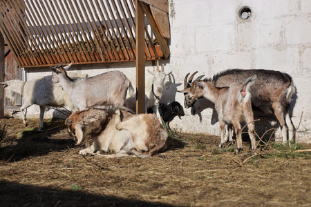 Goats on a farm in the village of Kotor. Montenegroの写真素材