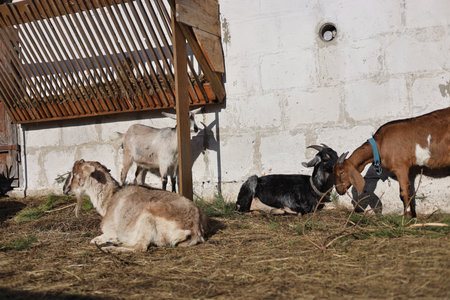Goats on the farm. Goat in the village. Goat breedingの写真素材