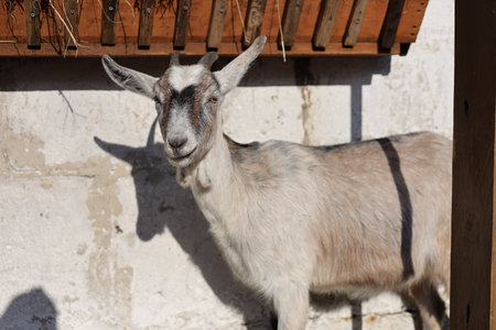 Portrait of a goat in the village on the island of Creteの写真素材