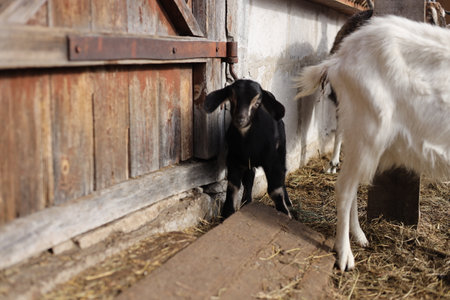 Black and white goatling on the farm. Animal in the barn.の写真素材