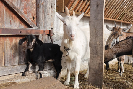 White goat and black goatling in the paddock of a farmの写真素材