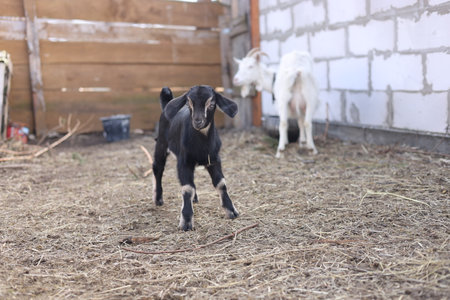 Cute baby goat on a farm. Selective focus. Kid.の写真素材