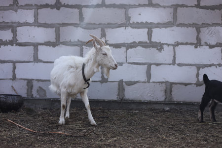 White goat on the farm with a black animal in the background.の写真素材
