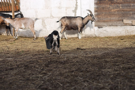 Goats on the farm. Goat and goatling in the village.の写真素材