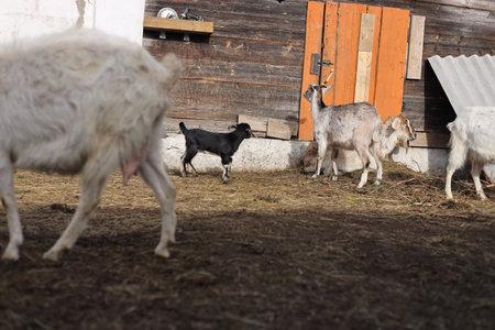 Goats on the farm. Goat on the farm. Goat on the farmの写真素材