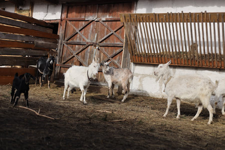 Herd of goats on the farm in the village in the summerの写真素材