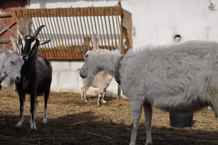 Goats in the paddock of a farm in the village.の写真素材