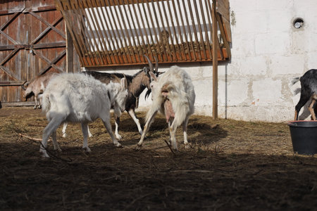 Goats in the paddock of a farm in the countryside.の写真素材