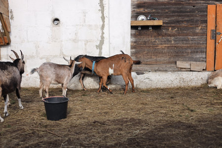 goat and goatling on the farm. Goat on the farmの写真素材