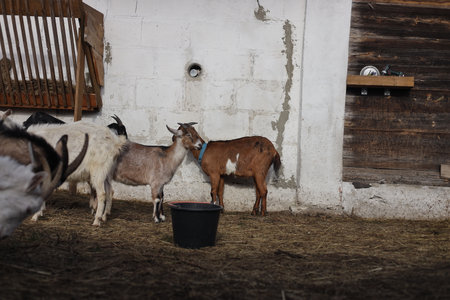 Goats on the farm. Goat on the farm in the villageの写真素材