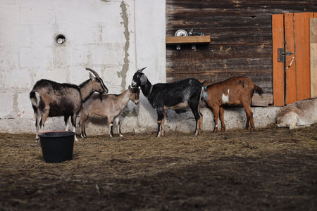 Herd of goats on the farm. Goat in the village.の写真素材