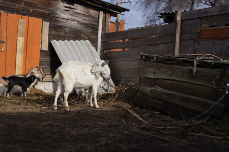 White goat on the farm. Goat on a background of wooden house