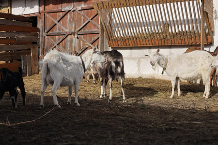 Goats in the paddock on a farm.の写真素材