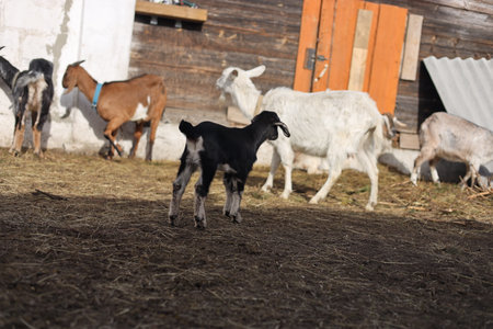 Cute goatling on the farm. Goatling on the farmの写真素材