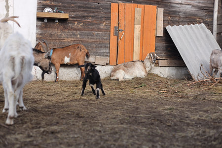 Goats on the farm in the village. Goat on the farm.の写真素材