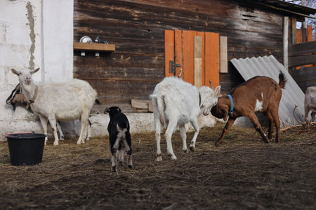 Goats and goats in the paddock of a farmhouse.の写真素材