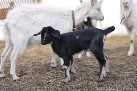 Cute little black and white goatling on a farm in the villageの写真素材