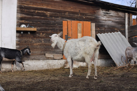 White goat on the background of a wooden house in the village.の写真素材
