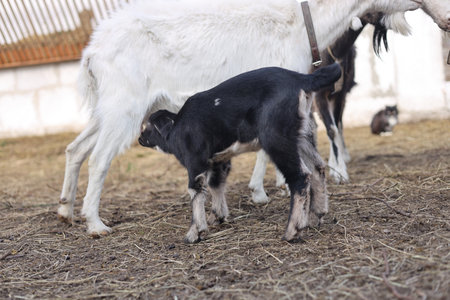 Cute goatling with her mother in the paddock on a farmの写真素材