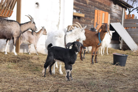 Cute goatling on the farm. Goatling on the farm.の写真素材
