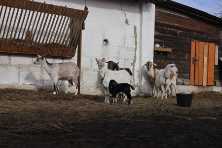 Domestic goats on a farm in the village. Goat breeding.の写真素材