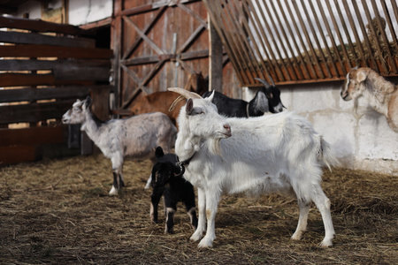 Goat and black goatling on the farm. Goat and black goatling.の写真素材