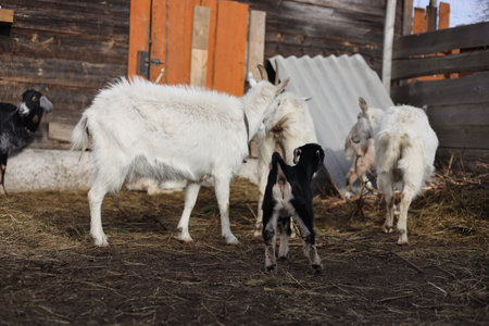 White goat and black goatling on the farm. Farm animals.の写真素材