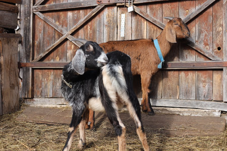 Goat and goatling on the farm. Goat and goatling on the farmの写真素材