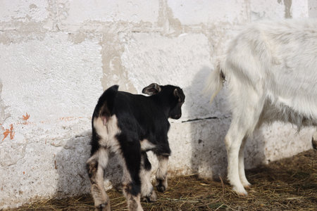 Young goatling with her mother. Goat breeding.の写真素材