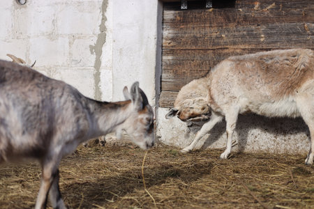 Goats on the farm. Goat in the farm. Goat eating hayの写真素材