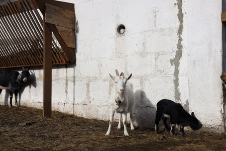 Goats in the area of a farm in the village.の写真素材