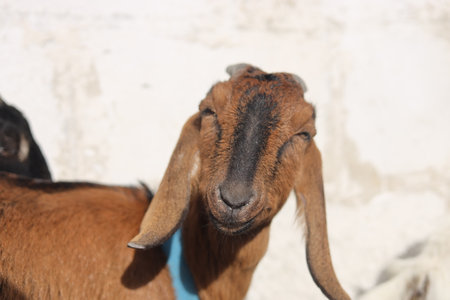 Portrait of a goat on a background of a white wall.の写真素材