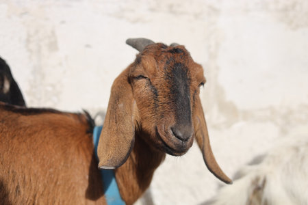Goatの写真素材
