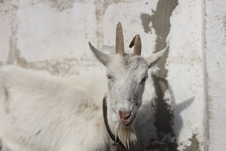 goat on a farm in the village of Albuferaの写真素材