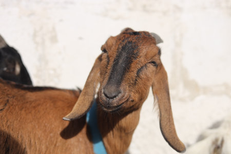 Portrait of a young goat on the farm. Goat close upの写真素材