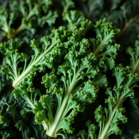 Close up of fresh green kale leaves. Healthy food concept. Selective focus.の素材