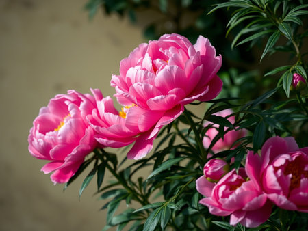 pink peony flowers in the garden, closeup of photoの素材
