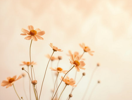 beautiful daisy flowers on soft pastel background with vintage filterの素材